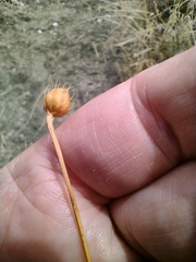 Mantisalca spinulosa