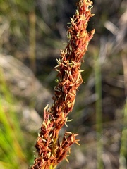Machaerina teretifolia