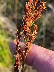 Machaerina teretifolia