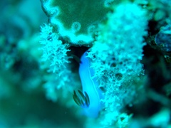 Hypselodoris