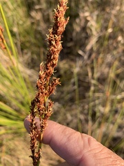 Machaerina teretifolia