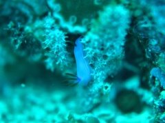 Hypselodoris