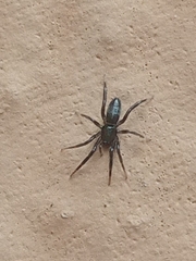 Zelotes