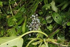 Dendrocnide meyeniana
