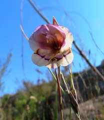 Gladiolus patersoniae
