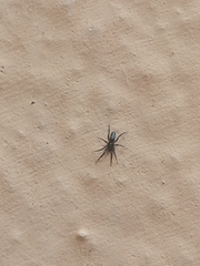 Zelotes