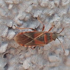 Arocatus melanocephalus