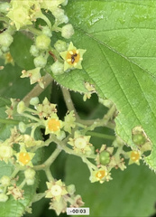 Colubrina yucatanensis