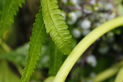 Dendrocnide meyeniana