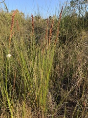Machaerina teretifolia