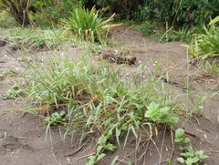 Anthephora hermaphrodita