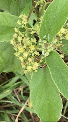 Colubrina yucatanensis