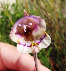 Gladiolus patersoniae