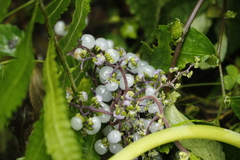 Dendrocnide meyeniana
