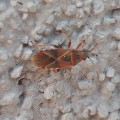 Arocatus melanocephalus