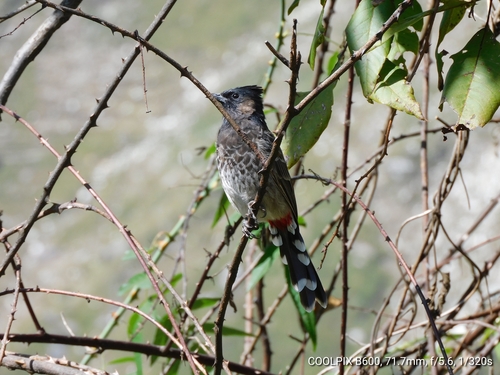 Bulbul cafre (Pycnonotus cafer)