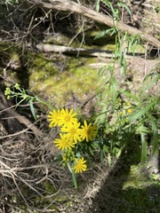 Senecio pinnatifolius
