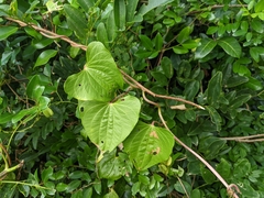 Dioscorea bulbifera