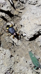 Chlaenius bioculatus