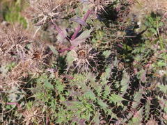 Berkheya cruciata