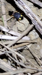 Chlaenius bioculatus