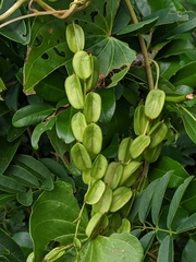 Dioscorea bulbifera