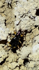 Chlaenius bioculatus