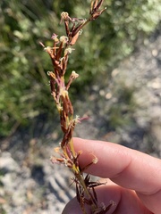 Schoenus brevifolius