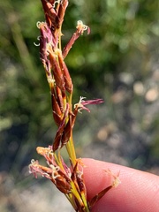 Schoenus brevifolius