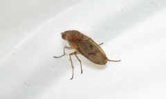 Suillia variegata