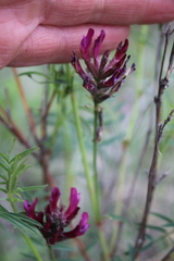 Astragalus cornutus