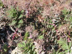 Berkheya cruciata