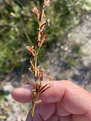 Schoenus brevifolius