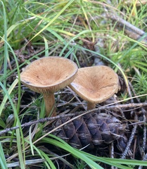 Lactarius rufus