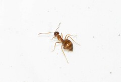 Prenolepis nitens