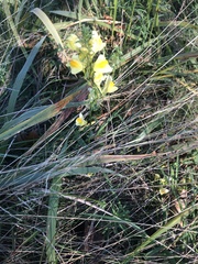 Linaria vulgaris