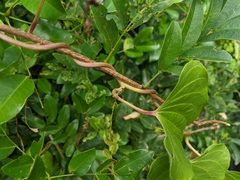 Dioscorea bulbifera