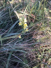 Linaria vulgaris