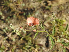 Sphaeralcea chenopodifolia