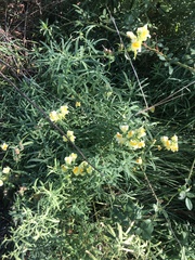 Linaria vulgaris