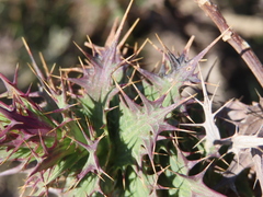 Berkheya cruciata