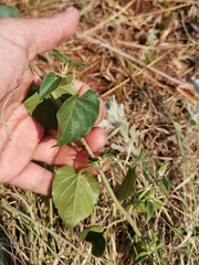 Pentarrhinum insipidum