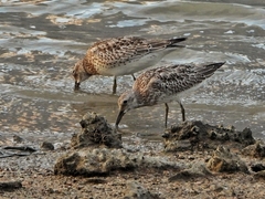 Calidris tenuirostris