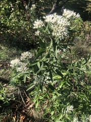 Eupatorium