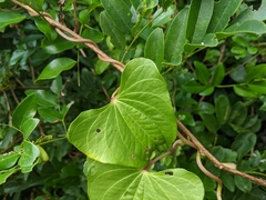 Dioscorea bulbifera