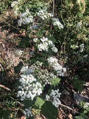 Ageratina altissima