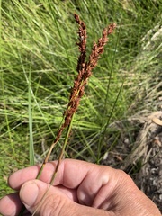 Machaerina teretifolia