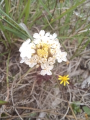 Ursinia