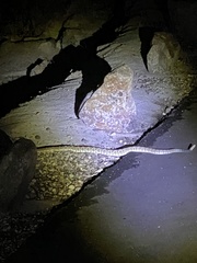 Crotalus molossus molossus