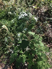Ageratina altissima